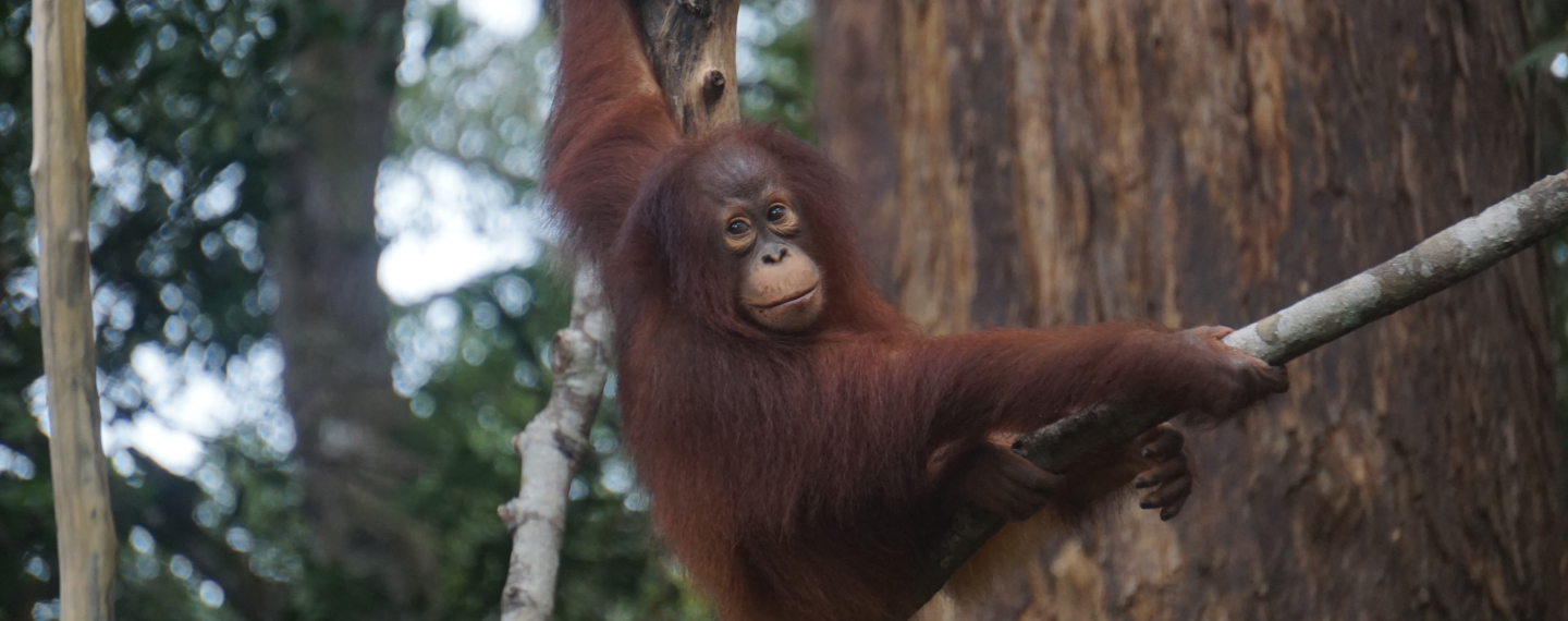 orangutans