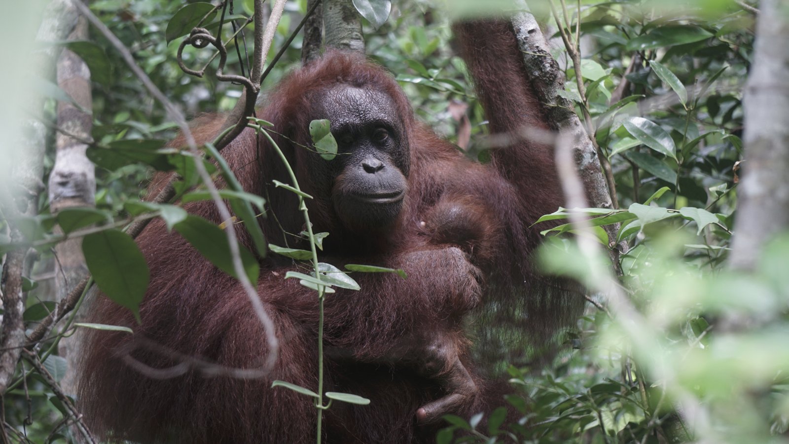 Orangutan Rehabilitation
